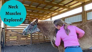Coco Baby Horse Massage Gypsy Vanner Part 2 Neck Muscles