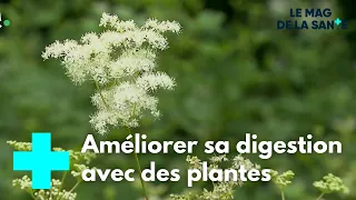 Quelles plantes pour mieux digérer ? - Le Magazine de la Santé