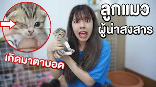 เรื่องจริง ลูกแมวตาบอด เกิดมาน่าสงสาร