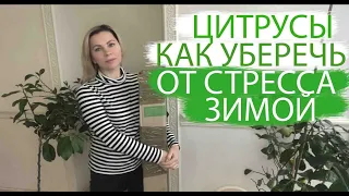 ЦИТРУСЫ | КАК УБЕРЕЧЬ ОТ СТРЕССА ЗИМОЙ