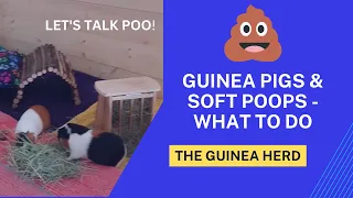 Guinea Pig Soft Poos - What To Do If Poop Is Sticky, Poo Sample Collection🐾 Guinea Pig Care 🐾