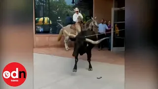 Only in America! Cowboy Lassoes Rampaging Longhorn in Downtown Colorado Springs