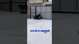 Собака и дети. Самое доброе видео с бернским зенненхундом.