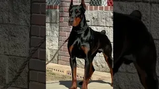 Venom the Doberman