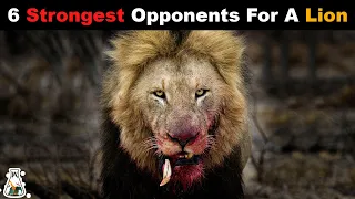 6 Most Ruthless Fights Of A Lion