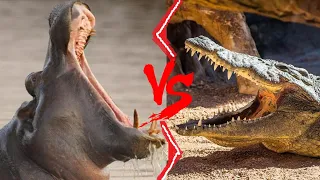 Hippo VS Crocodile || Hippo VS Nile Crocodile Who Would Win