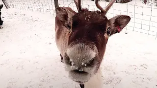 Au coeur d'un zoo en hiver