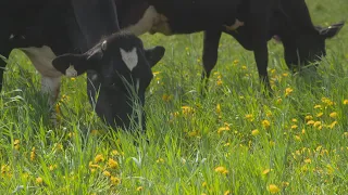 La semaine verte | Les animaux alliés du champ