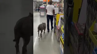 I took my Pitbull to Home Depot!!!! You won’t believe what happened 😱😱😱