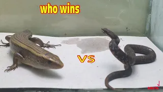 Lizard  vs  Snake