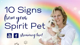 10 Signs From Your Spirit Pet.