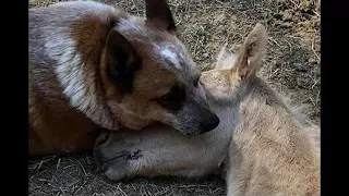 Старый пёс вырастил жеребёнка, который очень нуждался в маме. Это надо видеть!