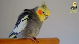 Female Cockatiel Sounds