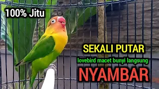 Pancingan Lovebird Ngekek Panjang AMPUH BIKIN Labet GACOR, Sekali Dengar Langsung BERSUARA