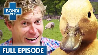 Bondi Vet Visits England 🇬🇧 | Bondi Vet Season 6 Ep20 | Bondi Vet Full Episodes | Bondi Vet