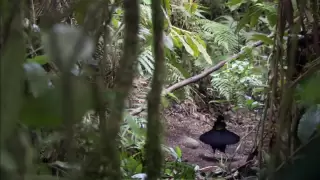 BBC Planet Earth - Birds of Paradise HD