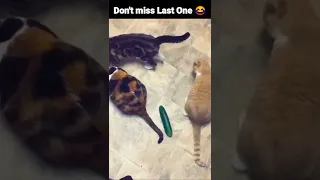 Try Giving Your Cats a Cucumbers 😁 Cats and cucumber | Cat Cucumber 🥒