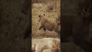 Baby Lions Has Endless Jokes (Cute and Funny Animal Videos)
