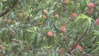 Almost harvest time for Fredericksburg peaches