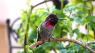 Anna's Hummingbird 3 singing