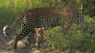 Leopard Karula and her new cubs