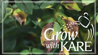 Grow with KARE: What plants to cut back in fall and which ones to leave standing