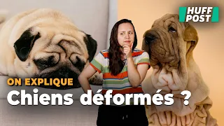 Ces chiens que vous trouvez si mignons, mais qui en souffrent toute leur vie