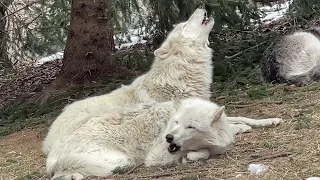 Energetic or Lazy? Which Wolf Are you?