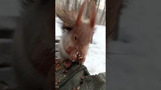 Ласковая белка ест орешек / Affectionate squirrel eats a nut