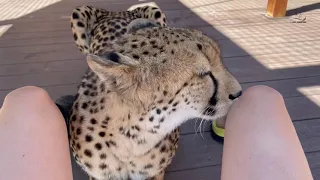 Как просыпается гепард
