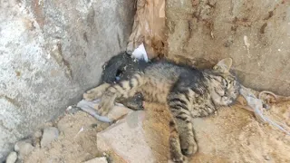 Paralyzed Kitten Lying In The Rubbish Fights For His Life | Rescue Before And After A Year & A Half