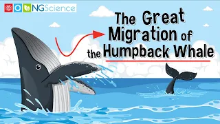 The Great Migration of the Humpback Whale