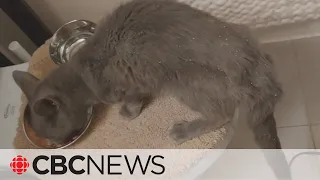 Woman hammers a hole in her wall to free a cat