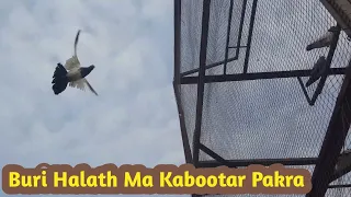 Buri Halath Ma Taddy Kabootar Pakra || Hashim Mahmood Pigeons