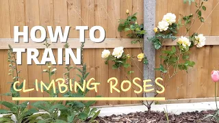 How to Train Climbing Roses | Quick & Easy Tutorial