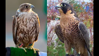 Falconry: Saker falcon vs Peregrine falcon