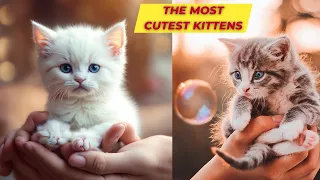 😺💕Discover the Adorable World of Kittens! Videos to Keep You Smiling!😺💕