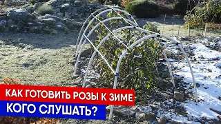 Как готовить розы к зиме - кого слушать?