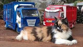 Cerita Kucing Truk Oleng Aa Zafran Lepas Sampai Di Kejar Kejar Bikin Ngakak