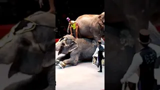 цирк казань слоны выступают на арене слоны деруться на арене