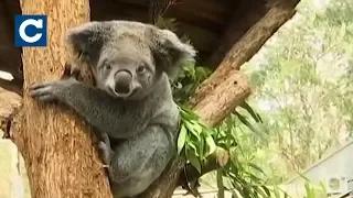 В Австралії 350 коал ЗГОРІЛИ ЗАЖИВО