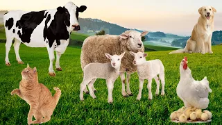 Farm Animal Sounds: Chicken, Cow, Sheep, Cat, Dog - Animal Paradise - Animal & Bird Sounds