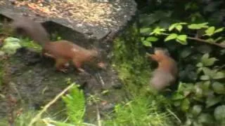 Red Squirrels in the Lake District