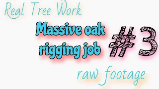 (raw) #3 That one massive live oak rigging job . HUGE TREE. day 1