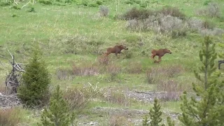 Moose mum and twin baby,s