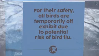 Bird Flu Detected In 3 Counties Across Colorado, Denver Zoo Temporarily Closes Bird Exhibits