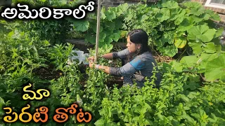 10 days trip తర్వాత మా Vegetable Garden bed ఇలా ఉంది | Telugu Vlogs from USA | Gardening | America