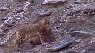 A Wild Big Cat: Snow Leopard go hunting wild goat ( Capra Ibex) on the Mountains of Central Asia