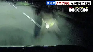 ３頭の子グマが見えた後、大きなクマが衝突…ドラレコにその瞬間、運転の男性「一瞬のことで、気がついたらぶつかられた」