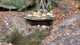 Reviving and restoring the fresh water spring and directing its water to the river, Solo Bushcraft 😍